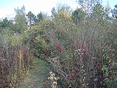 09 Shiawassee National Wildlife Refuge [2008 Nov 5]